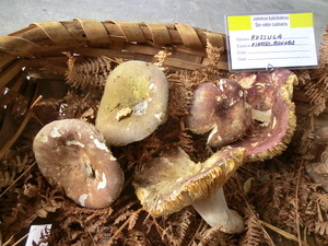 Russula vinosobrunnea